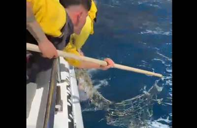 VIDEO: Young whale rescued off the coast of Tenerife by boat crew