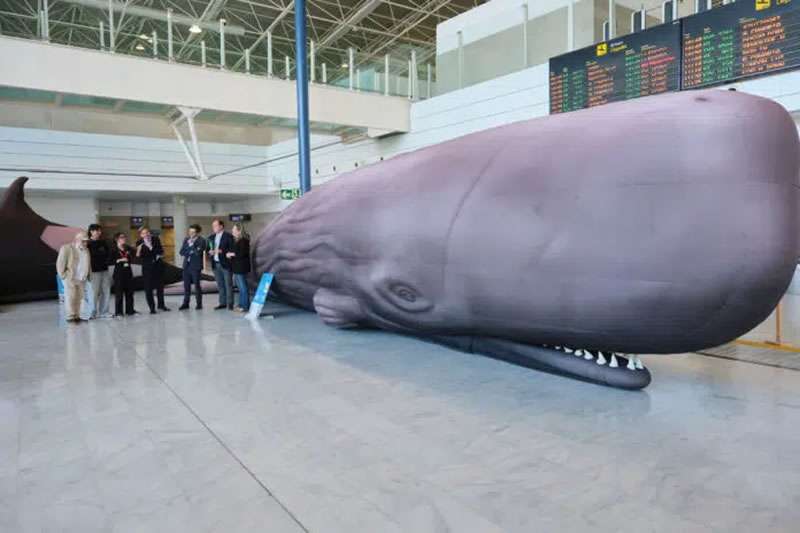 Biosphere Reserve opens whale and dolphin exhibition at Fuerteventura Airport