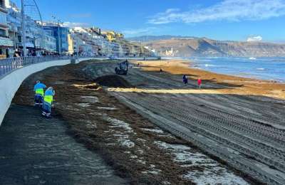 90,000 kilos of seaweed is cleared from Las Palmas’ beaches 