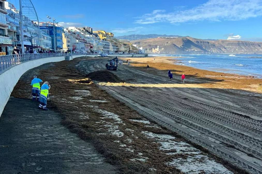 90,000 kilos of seaweed is cleared from Las Palmas’ beaches 