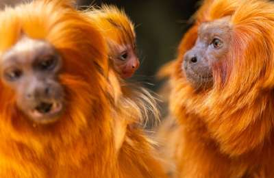 Historic birth of golden lion tamarins at Loro Parque strengthens conservation of the species