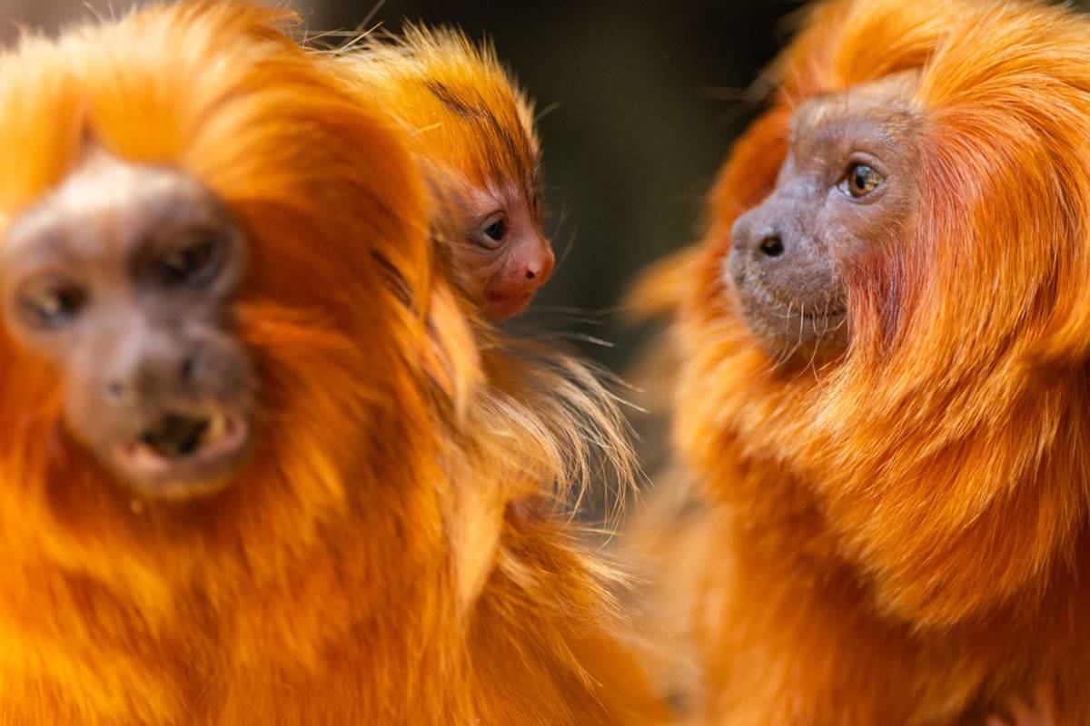 Historic birth of golden lion tamarins at Loro Parque strengthens conservation of the species