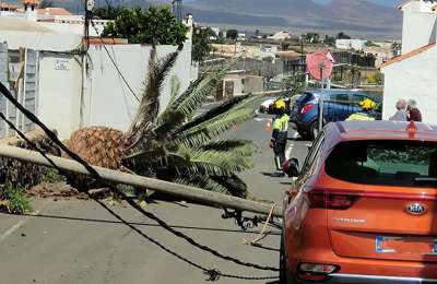 Wind topples palm tree in La Oliva damaging power lines