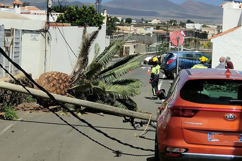 Wind topples palm tree in La Oliva damaging power lines