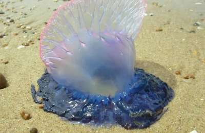 Warning flags at Tenerife beach for Portuguese Man O' War jellyfish