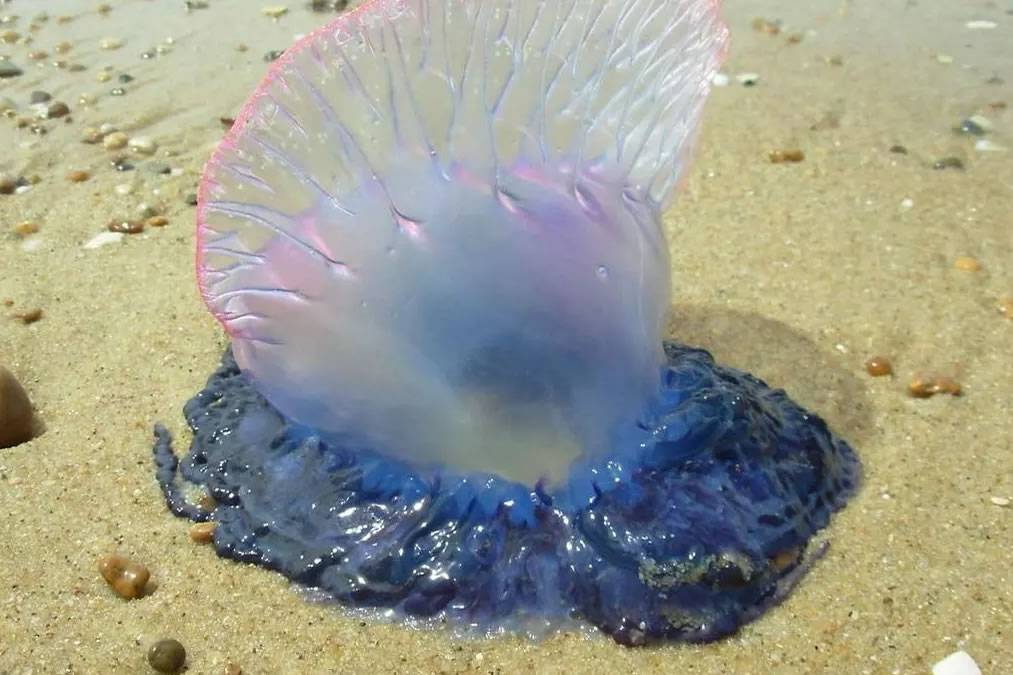 Warning flags at Tenerife beach for Portuguese Man O' War jellyfish