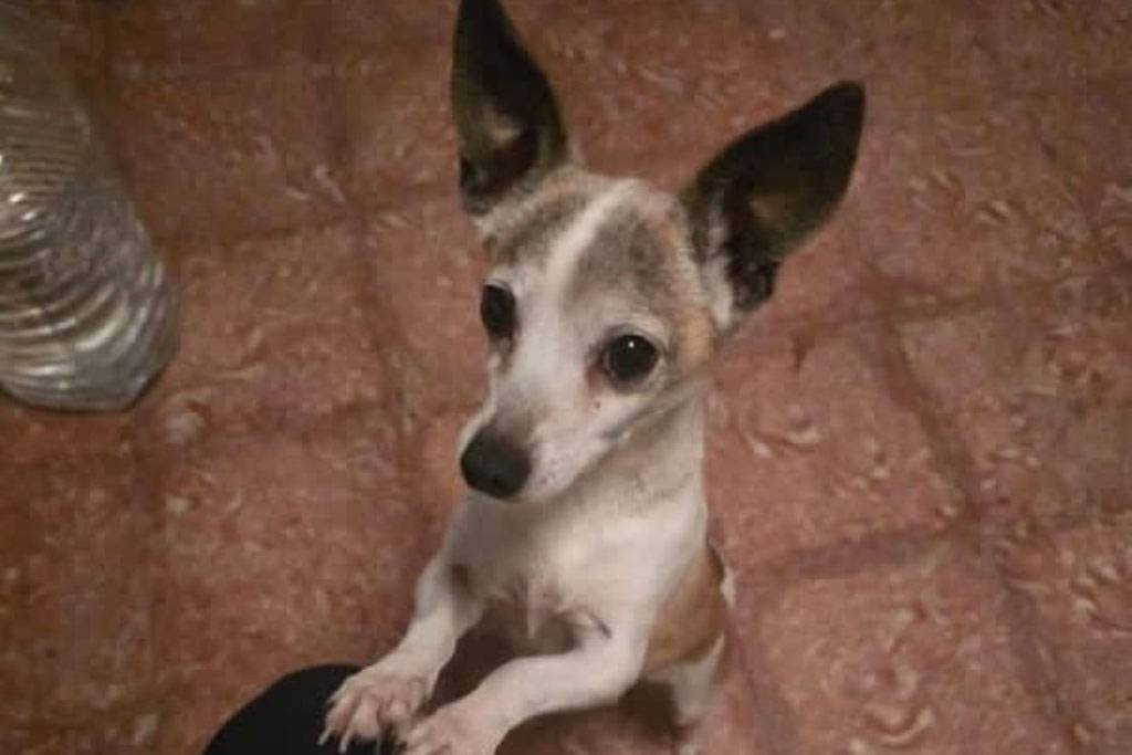 SHOCKING CASE IN TENERIFE: Dog decapitated and head left on owner’s doorstep