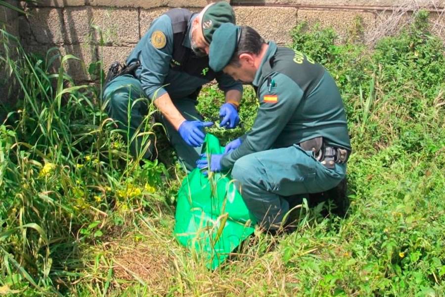 Suspect arrested after decapitated dog found at owner’s doorstep in Tenerife