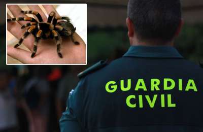 Five arrested for animal cruelty and illegal wildlife trade in Tenerife and Gran Canaria