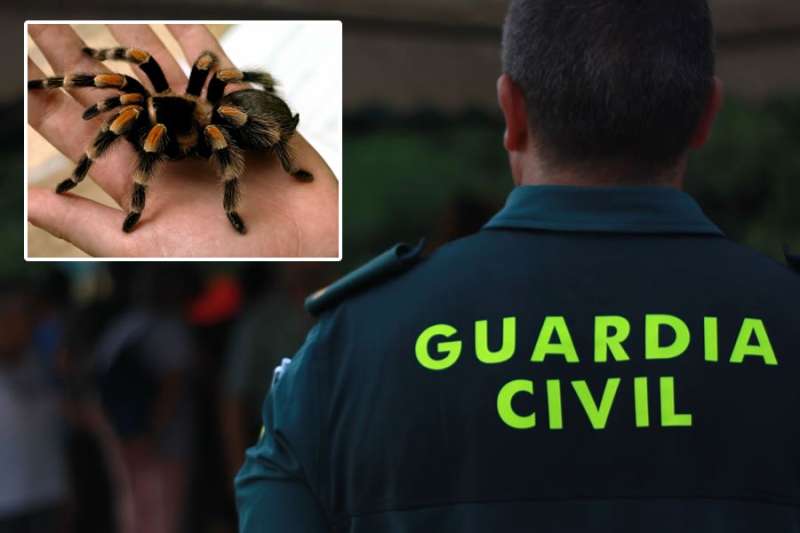 Five arrested for animal cruelty and illegal wildlife trade in Tenerife and Gran Canaria