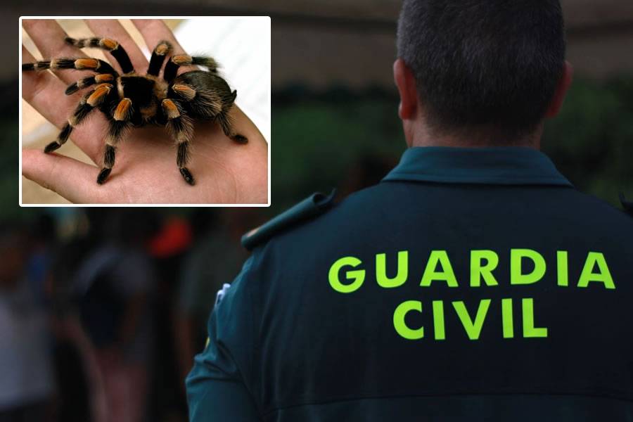 Five arrested for animal cruelty and illegal wildlife trade in Tenerife and Gran Canaria