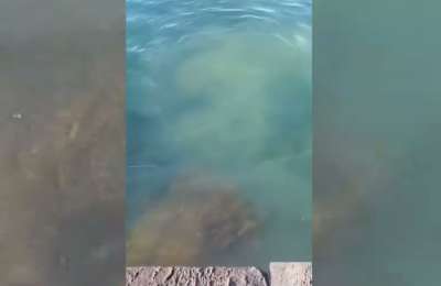 VIDEO: Holidaymaker records sewage discharge into the sea in broad daylight