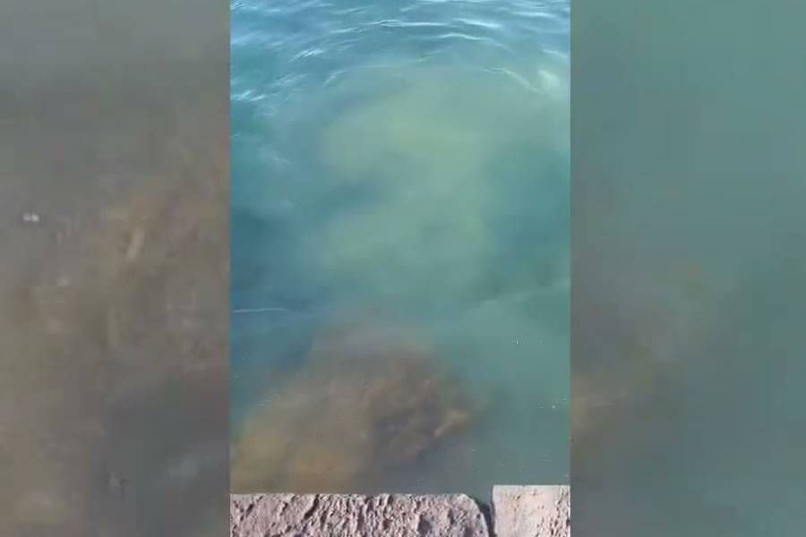 VIDEO: Holidaymaker records sewage discharge into the sea in broad daylight