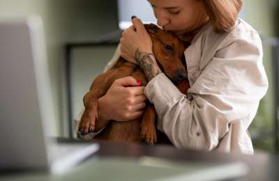 Which Pet Insurance Plan is Right for You? A Detailed Comparison