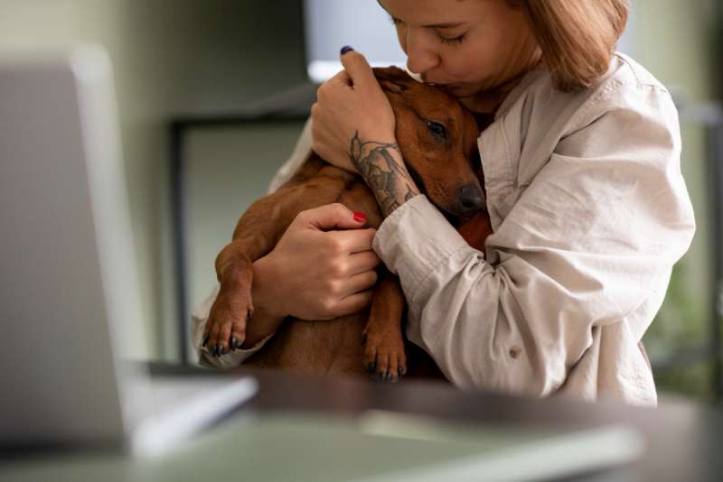 Which Pet Insurance Plan is Right for You? A Detailed Comparison