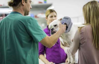 Pet owners in the Canary Islands could face fines up to €50,000 for unchipped animals