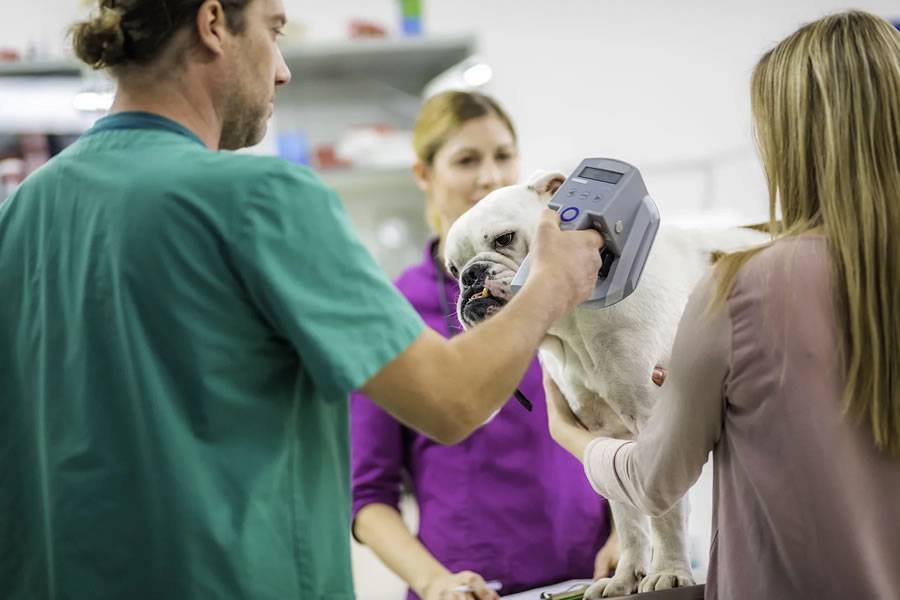 Pet owners in the Canary Islands could face fines up to €50,000 for unchipped animals