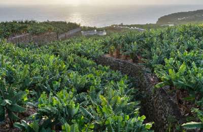 Canary Islands farmers welcome rainfall brought by Storm Nuria