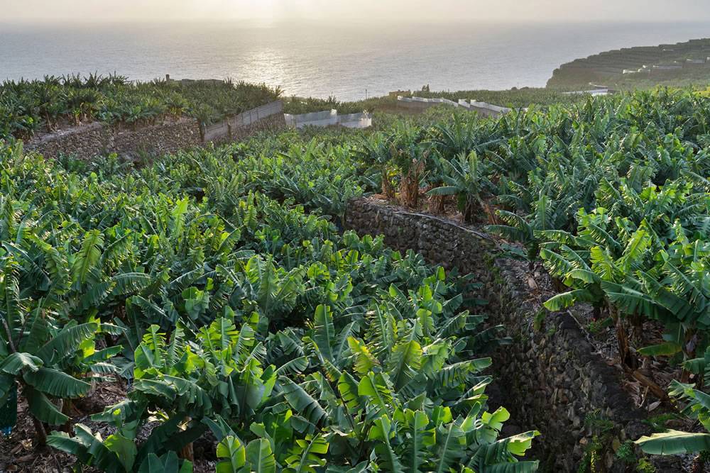 Canary Islands farmers welcome rainfall brought by Storm Nuria