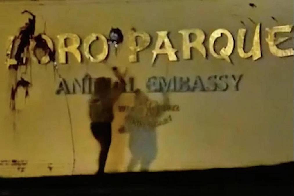 Four suspects under investigation for threatening graffiti at Loro Parque in Tenerife