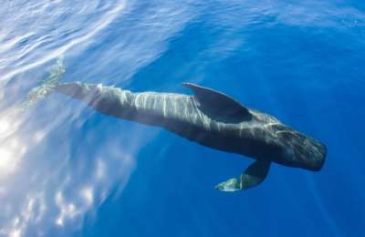 ‘Nika, the Pilot Whale’: A documentary raising awareness about the future of the Canary Islands