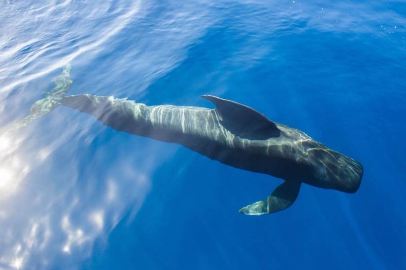 ‘Nika, the Pilot Whale’: A documentary raising awareness about the future of the Canary Islands