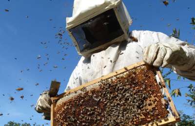 Tenerife’s Beekeeping Revival: 2,700 Hives to Relocate to Teide National Park