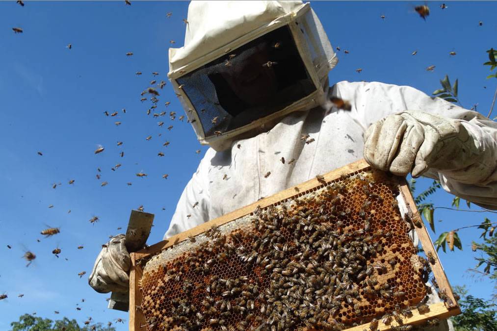 Tenerife’s Beekeeping Revival: 2,700 Hives to Relocate to Teide National Park