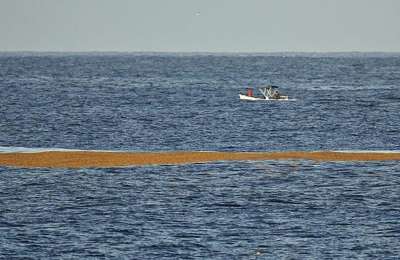 Large Brown Patch of Algae Approaches South Coast of Tenerife