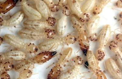 Canary Islands celebrate breakthrough in eradication of termites in Tenerife