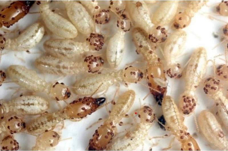 Canary Islands celebrate breakthrough in eradication of termites in Tenerife