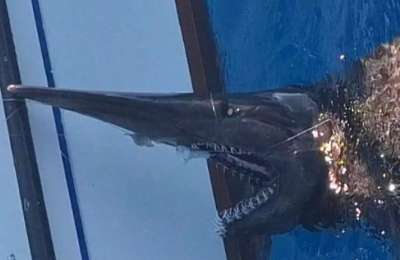 VIDEO: Rare species of shark is spotted for the first time in Canary Islands waters