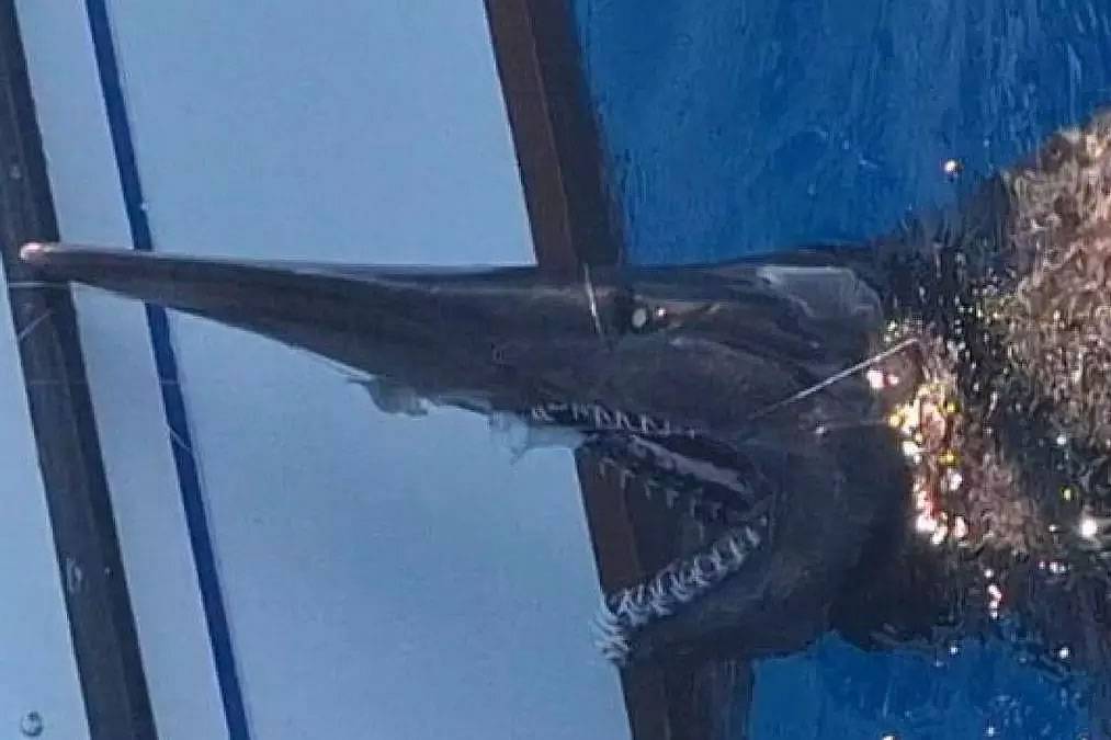 VIDEO: Rare species of shark is spotted for the first time in Canary Islands waters