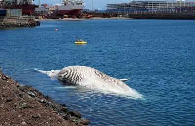 16 metre dead whale discovered off the coast of Gran Canaria
