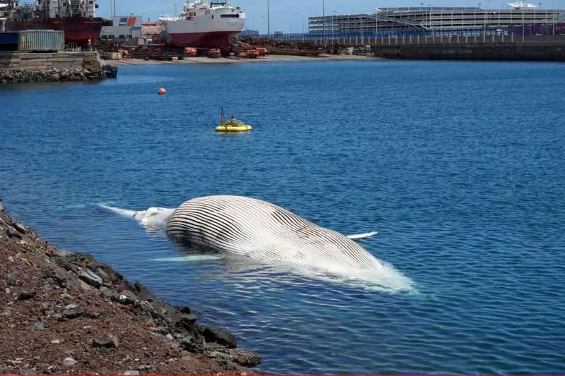 16 metre dead whale discovered off the coast of Gran Canaria
