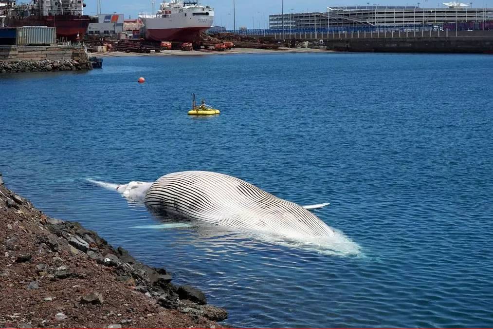 16 metre dead whale discovered off the coast of Gran Canaria