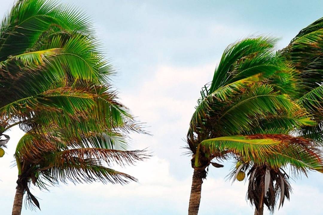 Government issues weather warnings for wind in five Canary Islands