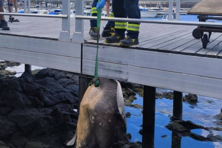 Dead Ray discovered in Puerto del Carmen prompts emergency response in Lanzarote