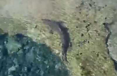 VIDEO: Shark forces closure of El Altillo natural pools in the Canary Islands