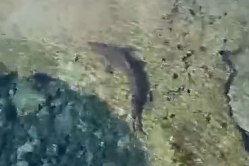 VIDEO: Shark forces closure of El Altillo natural pools in the Canary Islands