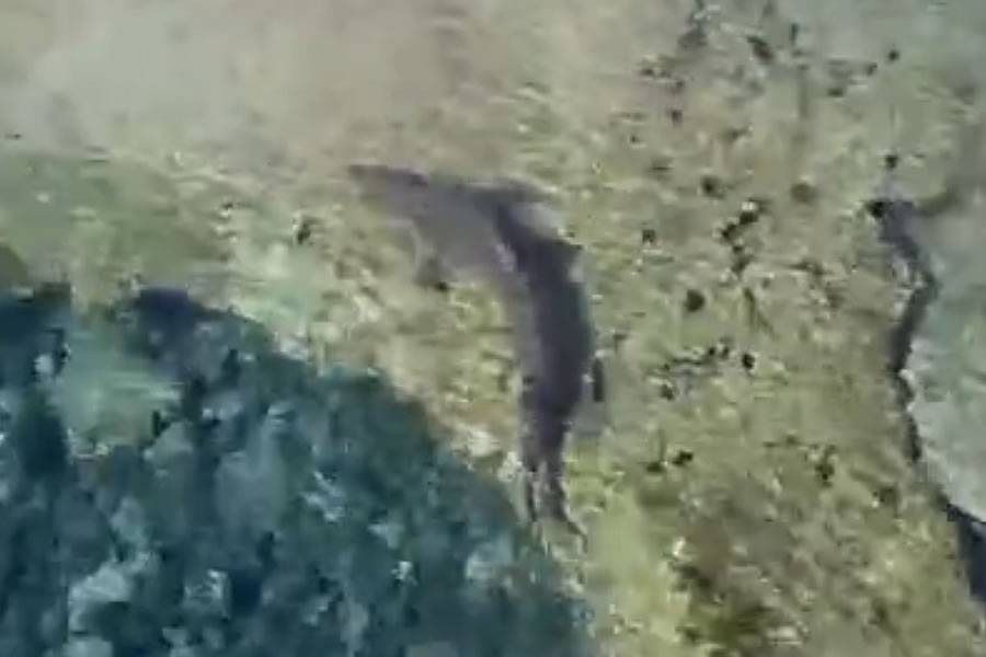 VIDEO: Shark forces closure of El Altillo natural pools in the Canary Islands