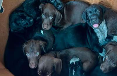 VIDEO: Eight puppies found abandoned next to a rubbish bin in the Canary Islands