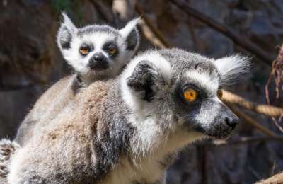 Loro Parque celebrates the birth of three endangered lemurs