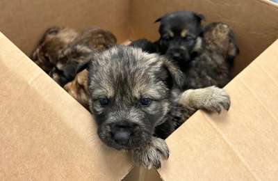 Between 4,000 and 6,000 pets are abandoned annually in the Canary Islands
