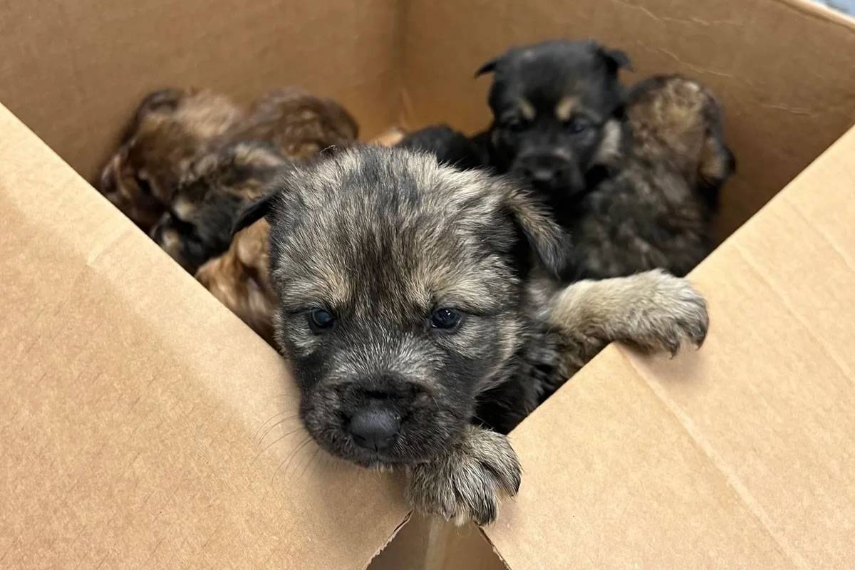 Between 4,000 and 6,000 pets are abandoned annually in the Canary Islands