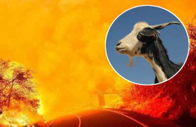 Tenerife Cabildo to spend €90,000 on goats and sheep to combat wildfires