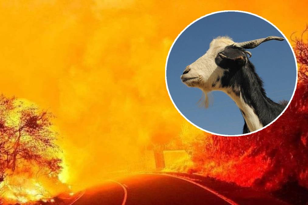 Tenerife Cabildo to spend €90,000 on goats and sheep to combat wildfires