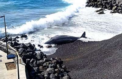 Dead cetacean washes up on a beach in Tenerife