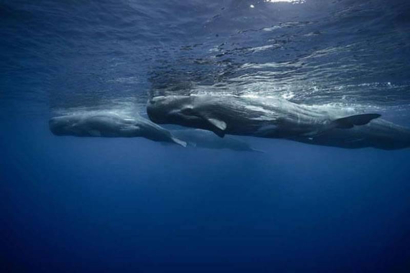 Experts warn of Sperm Whale extinction risk in the Canary Islands