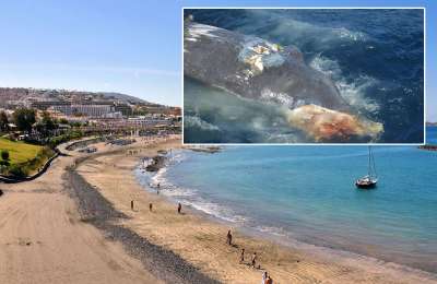 Dead baby whale found on Fañabe Beach in Costa Adeje